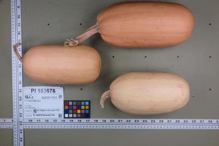 Click for 6 image(s) for this accession. FRUIT